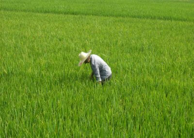 Landwirtschaft in China